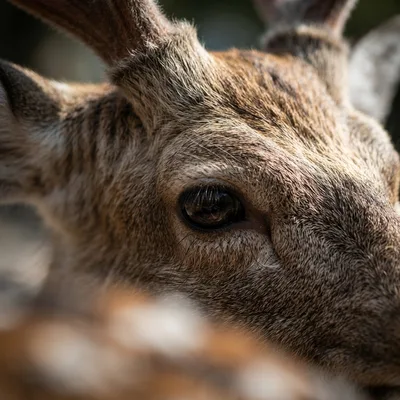 sika_deer2