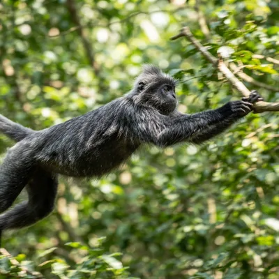 silvered_langur1