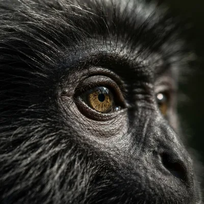 silvered_langur2