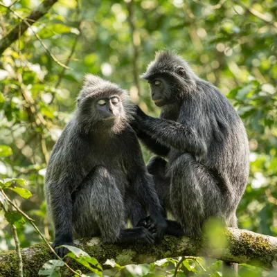 silvered_langur3