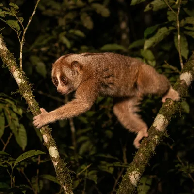 slow_loris1