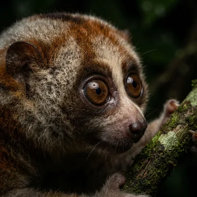 slow_loris2