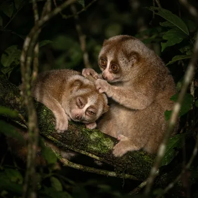 slow_loris3