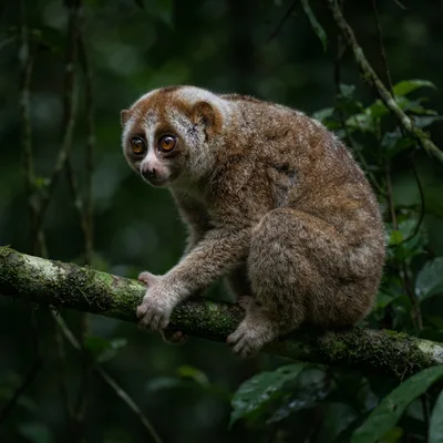 slow_loris4