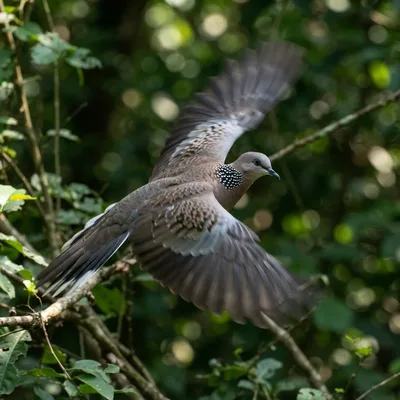 spotted_dove1