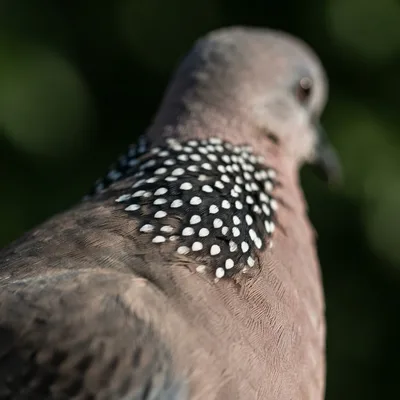 spotted_dove2