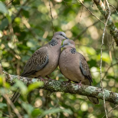 spotted_dove3