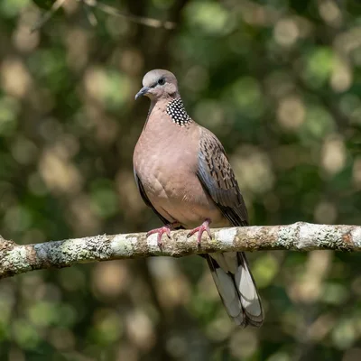 spotted_dove4