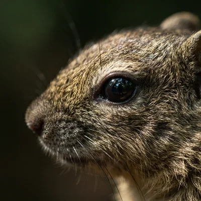 squirrel2