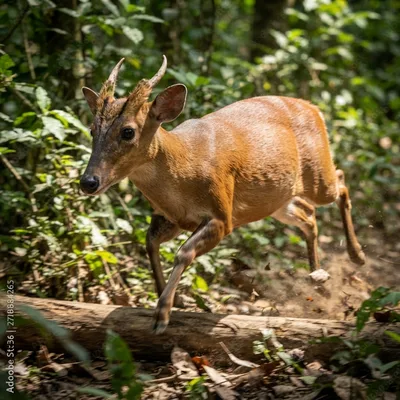 tenasserim-muntjac1