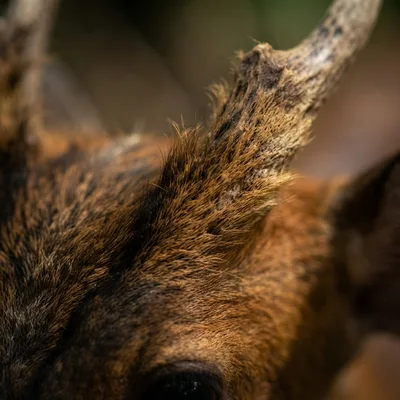 tenasserim-muntjac2