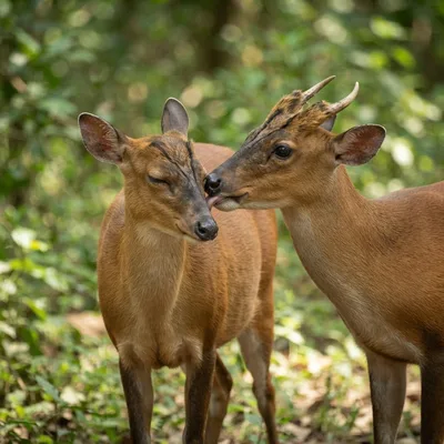 tenasserim-muntjac3