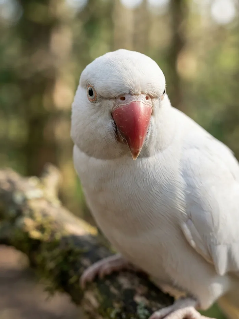 white rose-Ringed Parakeet