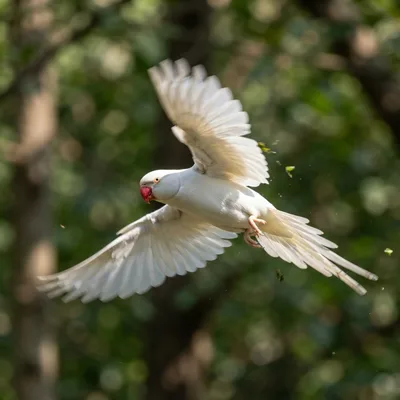 white rose-Ringed Parakeet1