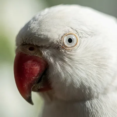 white rose-Ringed Parakeet2