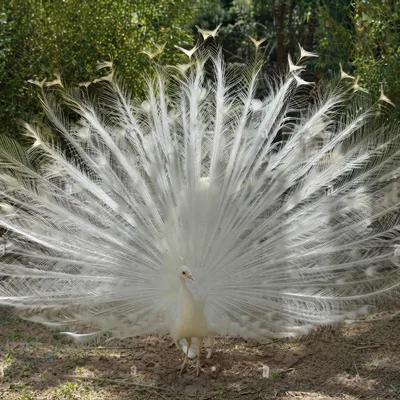 white_peafowl1