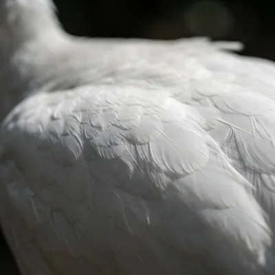 white_peafowl2