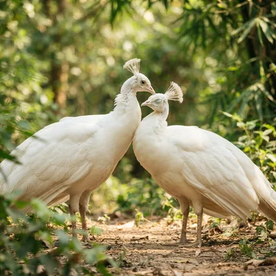 white_peafowl3