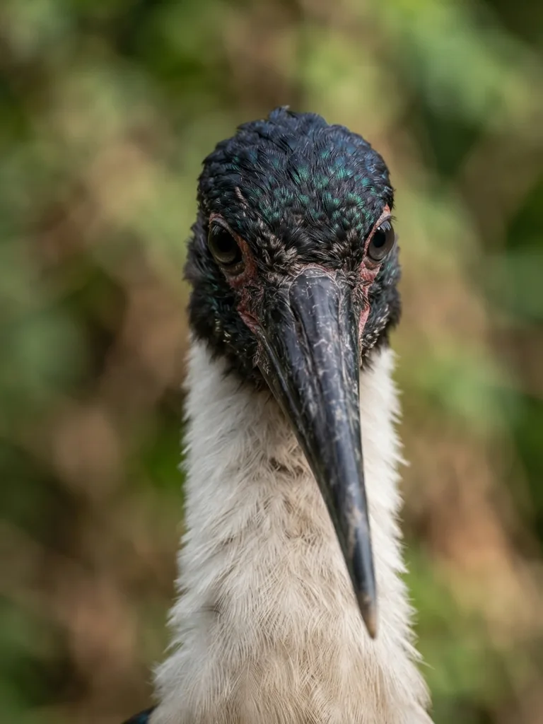 woolly-necked-stork