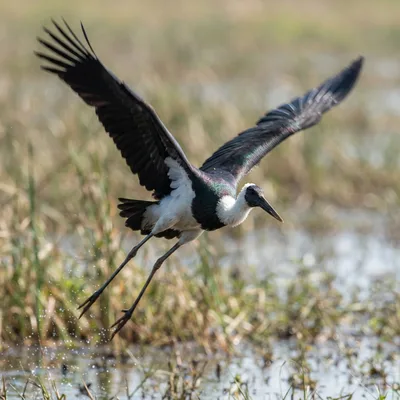 woolly-necked-stork1
