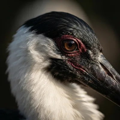 woolly-necked-stork2