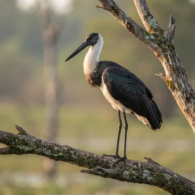 woolly-necked-stork4